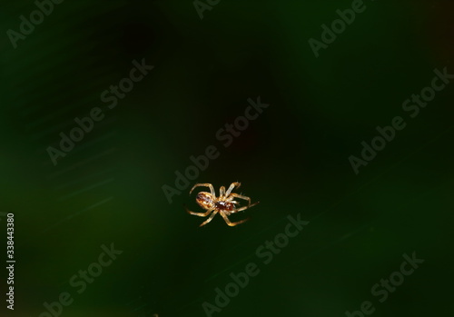 Macro Photography of Jumping Spider on spider web in fresh nature