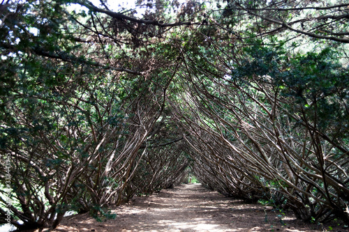 Forest Walkway. Arboretum in Paju-si, South Korea.
 photo