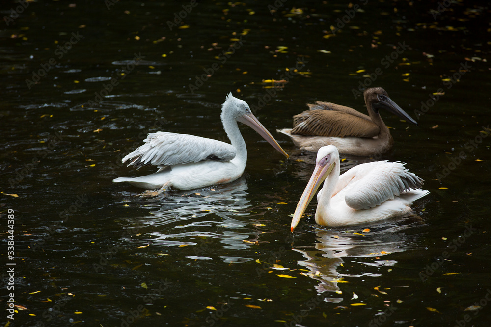 Beautiful pelicans swim in the lake. Pelicans at the zoo. Beautiful pelicans swim in the lake. Pelicans at the zoo.