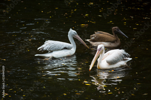 Beautiful pelicans swim in the lake. Pelicans at the zoo.