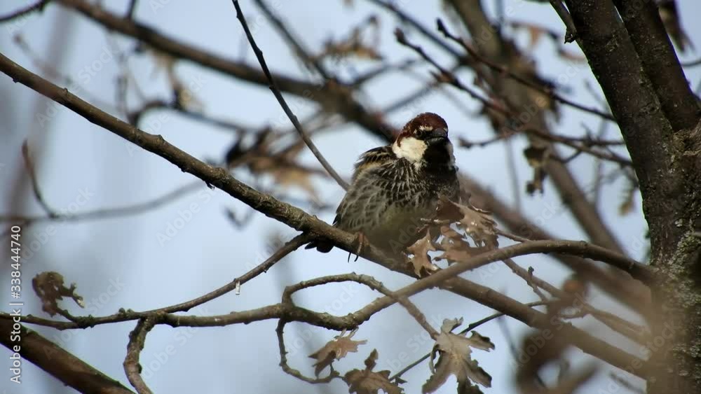 (Passer hispaniolensis) Spanish Sparrow (Passer hispaniolensis) Spanish Sparrow