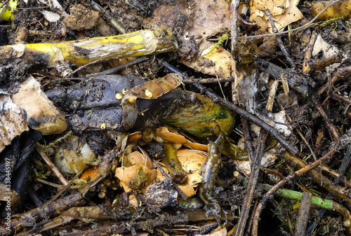 Photography Leopard slug moves over fresh organic garden compost  Natural, outdoor image with rotting vegetable matter, crushed eggshells, stalks, woody material and torn cardboard