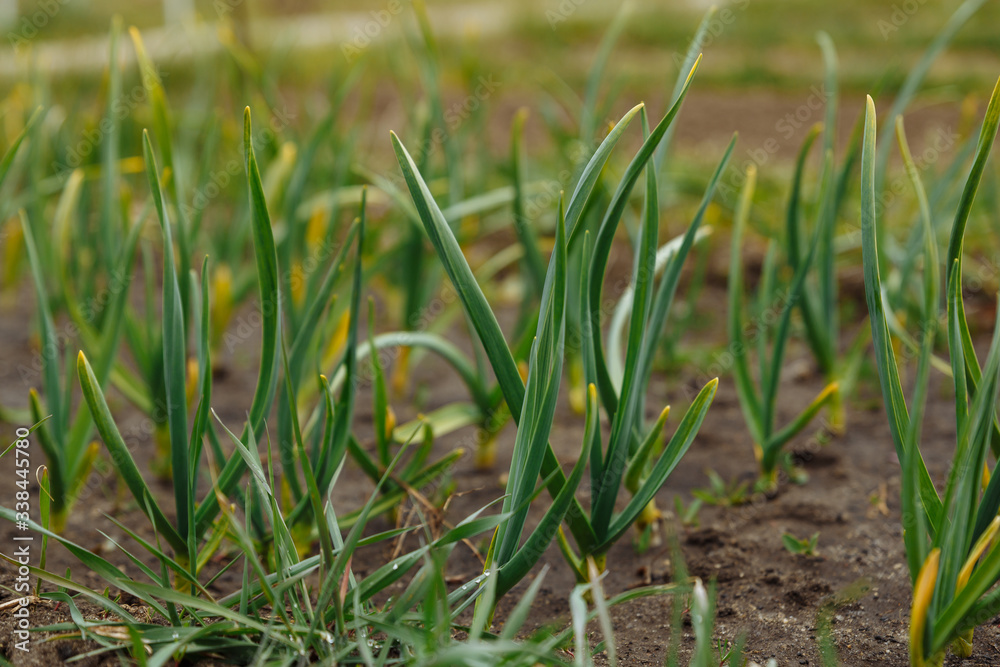 Close-up of green garlic in the garden sprouted in the spring. Photo on a blurred background. Shallow depth of field. Country cottage area. Ecologically pure. Natural harvest. Close-up of green garlic in the garden sprouted in the spring. Photo on a blurred background. Shallow depth of field. Country cottage area. Ecologically pure. Natural harvest.