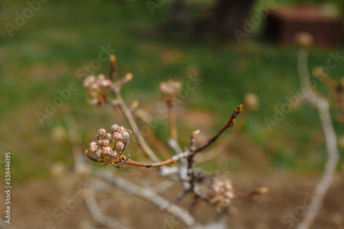 Spring tree before flowering. The buds of a tree are revealed. Close-up of a branch on a very blurry background. Small depth of field. © fotosidorenko