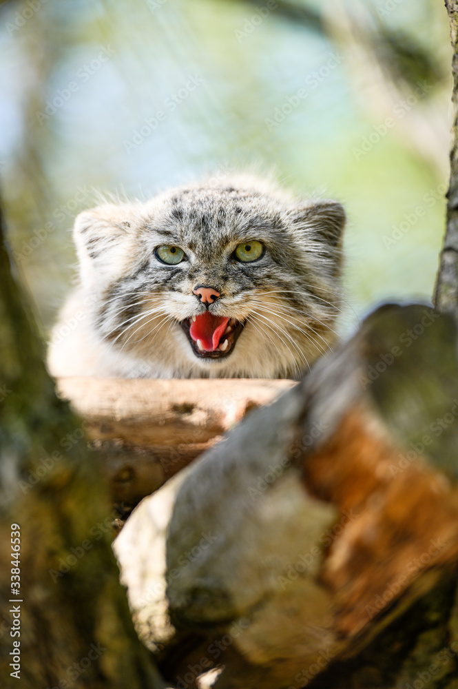 Wild animal manul on branch of tree. Wild animal manul on branch of tree.