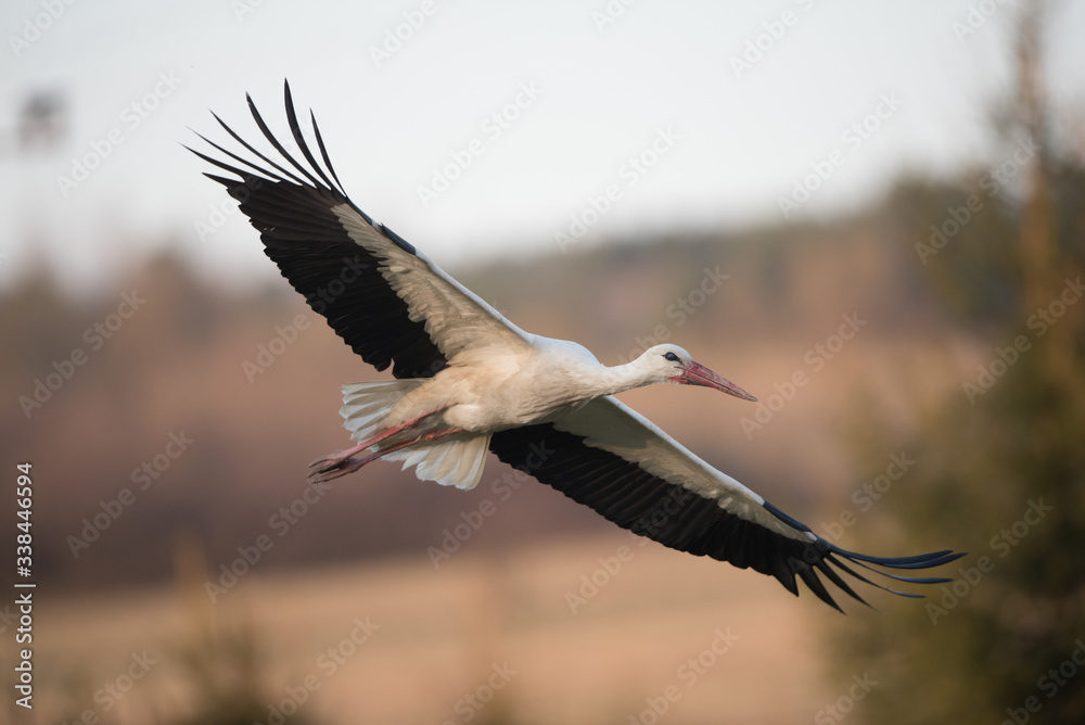 Fototapeta premium Isolated white stork in flight with open wings