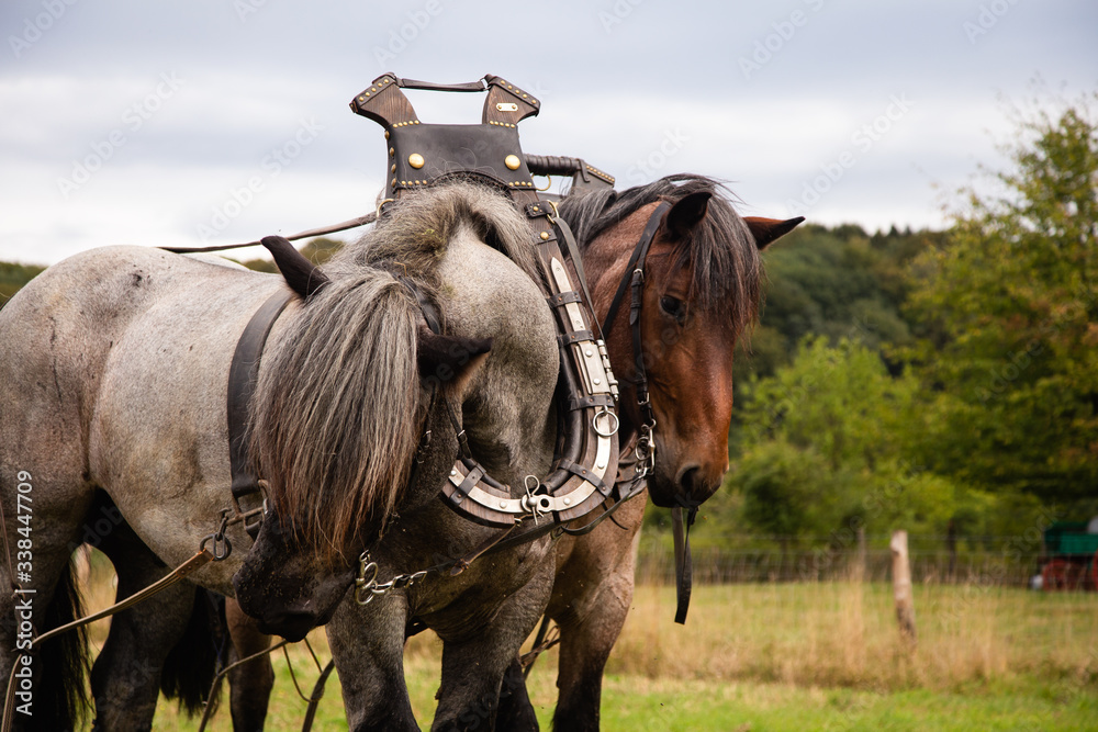 Two horses in a yoke and a bridle ploughing an agricultural field during harvest in Lindlar, Germany Two horses in a yoke and a bridle ploughing an agricultural field during harvest in Lindlar, Germany