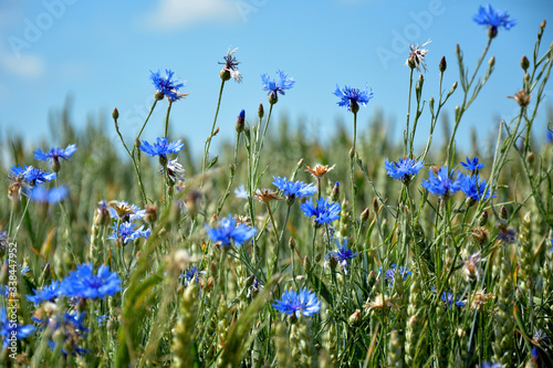blue flowers in the field, cornflowers