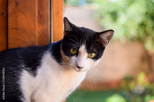 Cute black and white little kitten looking concentrated at home garden