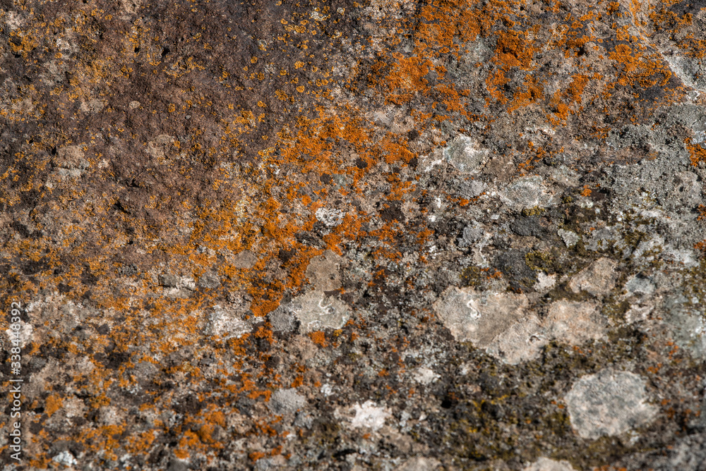 stone with yellow and white mosses for background stone with yellow and white mosses for background