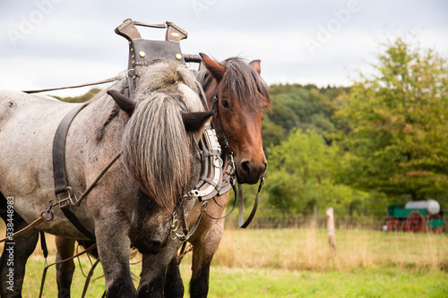 Two horses in a yoke and a bridle ploughing an agricultural field during harvest 