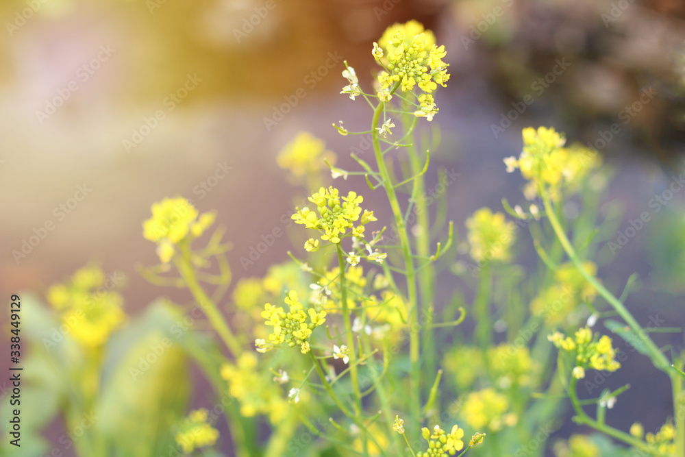 Obraz premium Close up Cantonese Vegetables flowers, yellow flowers with green leaves on the organic garden.