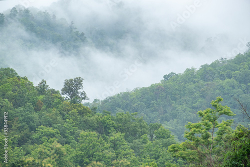 Mountain forest in the mist after rain in morning Fresh feeling fresh and cool