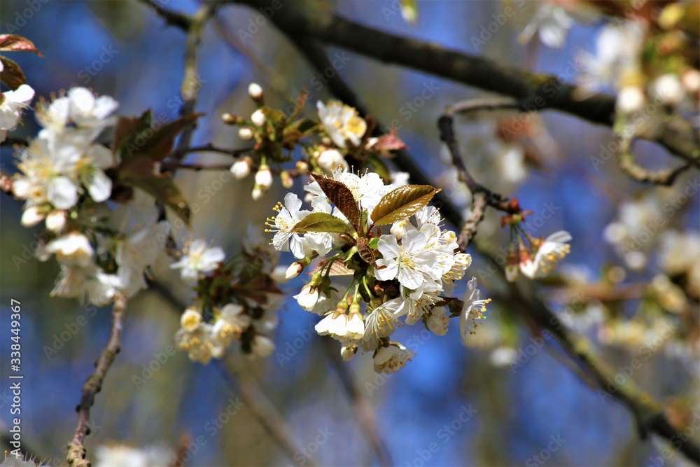 blooming cherry tree in spring blooming cherry tree in spring