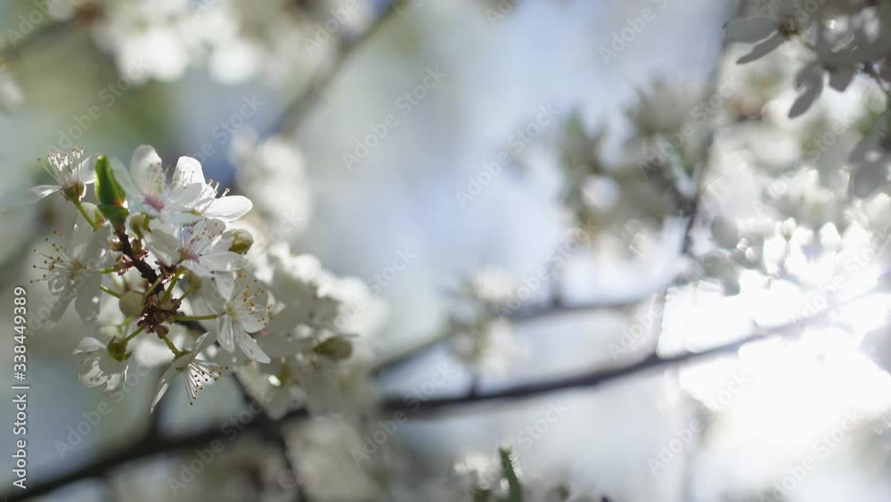 Beautiful sunny spring white blossom of spring fruit trees growing outdoors in garden. Soft sunshine transparenting through branches of blooming tree. 4k video background. Beautiful sunny spring white blossom of spring fruit trees growing outdoors in garden. Soft sunshine transparenting through branches of blooming tree. 4k video background.