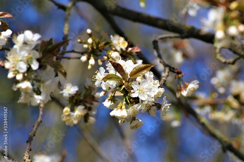 blooming cherry tree in spring