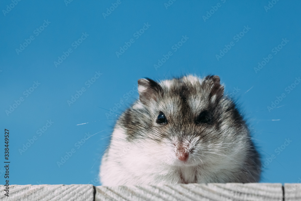hamster looking at the camera on a blue background
