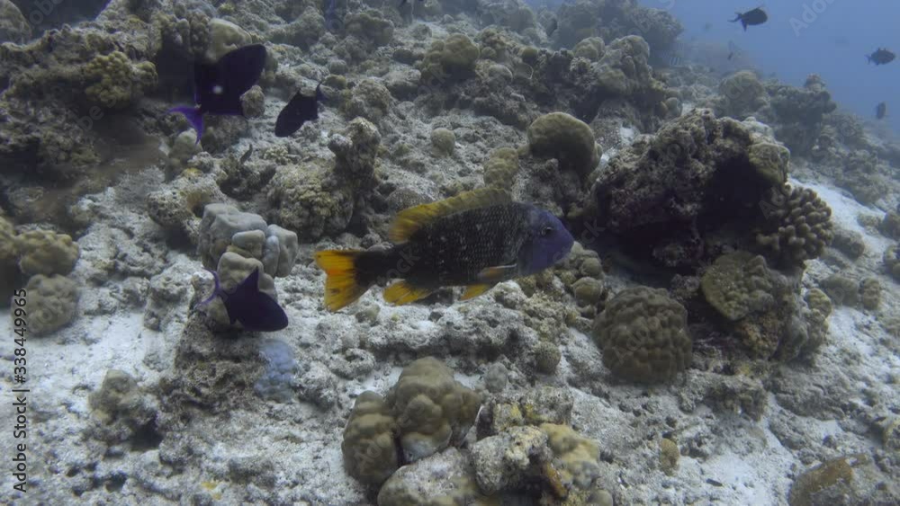 Orange-spotted emperor on partially bleached coral reef. Indian ocean, Maldives. 4K Orange-spotted emperor on partially bleached coral reef. Indian ocean, Maldives. 4K