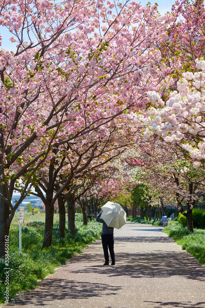 Spring in Tokyo 2020 Spring in Tokyo 2020