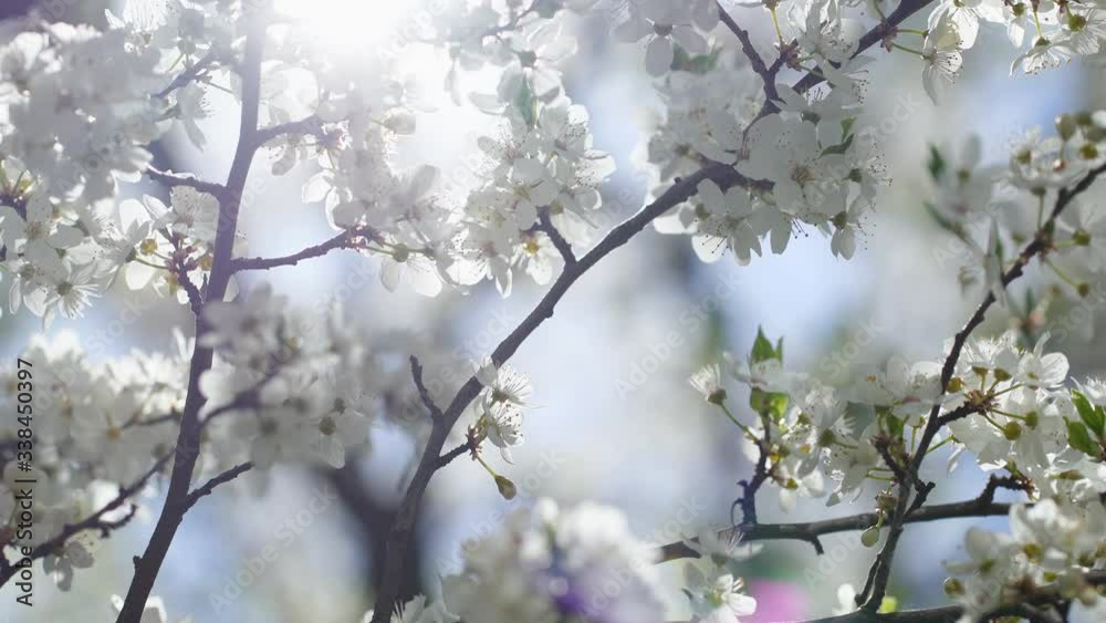 Clear blue sky and sunny branches of blooming with small white flowers spring trees isolated at pastel blue natural background. Clear blue sky and sunny branches of blooming with small white flowers spring trees isolated at pastel blue natural background.