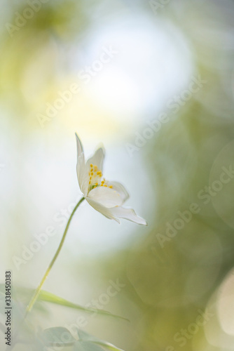 Wood or wild anemone, a beauty of springtime, photographed with a vintage lens.