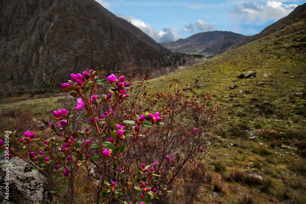 Russia. Mountain Altai in the period of the flowering of maralnik (Rhododendron Ledebourii) in the area of the Chuya highway.