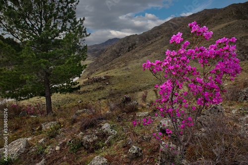 Russia. Mountain Altai in the period of the flowering of maralnik  Rhododendron Ledebourii  in the area of the Chuya highway.