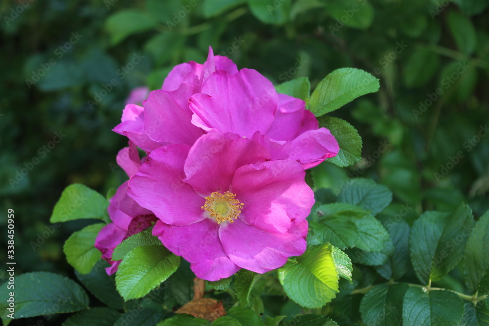 Fototapeta premium Fiore