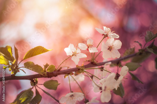 Floral Japanese spring background  Blooming pink cherry blossoms  springtime