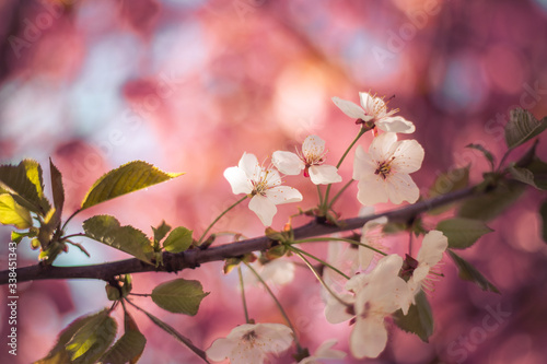 Floral Japanese spring background: Blooming pink cherry blossoms, springtime