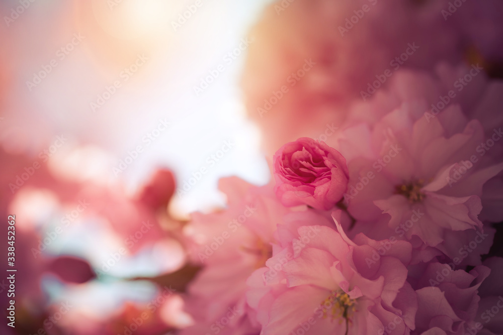 Floral Japanese spring background: Blooming pink cherry blossoms, springtime Floral Japanese spring background: Blooming pink cherry blossoms, springtime