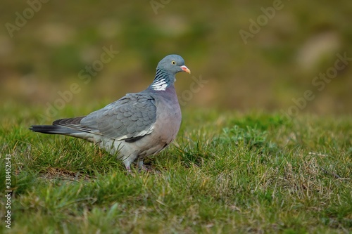 Close up image of big grey wood pigeon with yellow eye, pink beak and white neck standing on green grass.