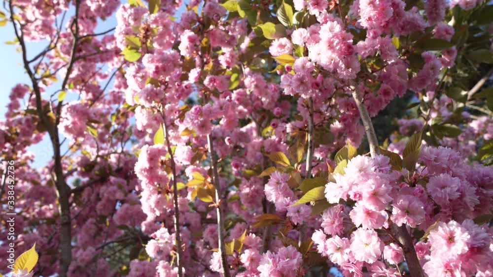Japanese cherry tree with Cherry blossom in spring in germany with blue sky and sunshine Japanese cherry tree with Cherry blossom in spring in germany with blue sky and sunshine
