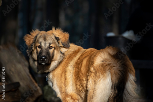 caucasian shepherd dog photo