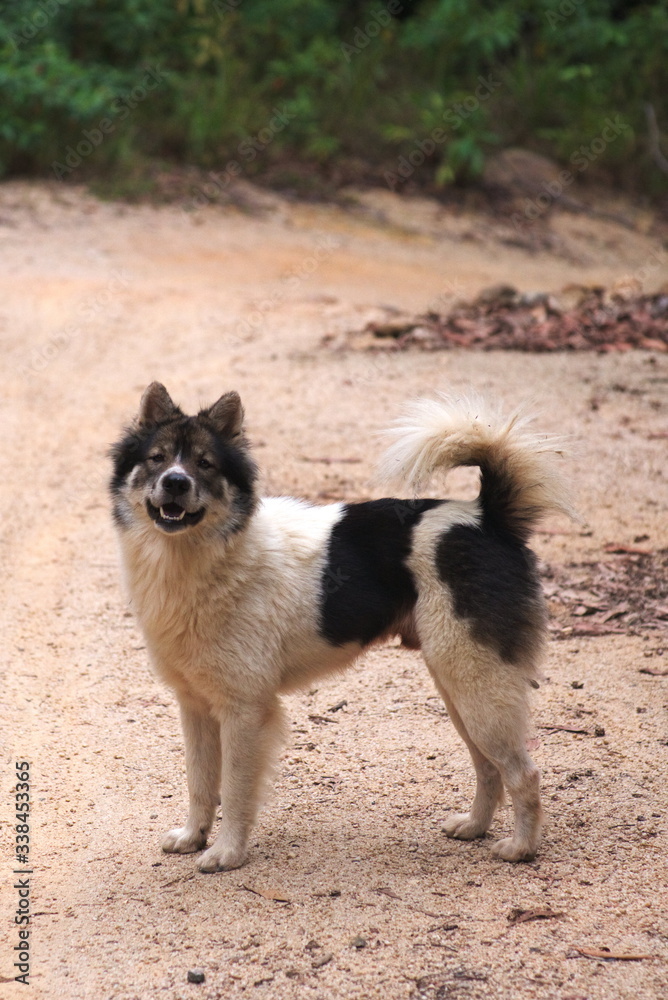 A black and white stray dog stands on a sandy path