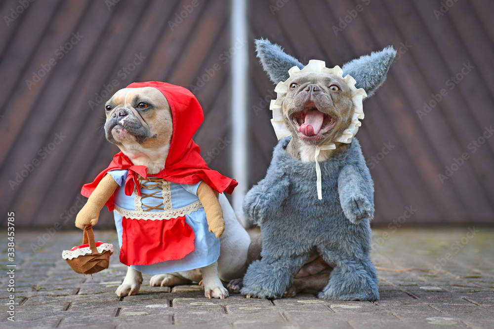 Red pied French Bulldog dressed up as fairytale character Little Red Riding  Hood and silver gray