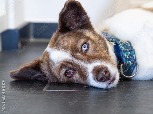 Head of sad unhappy dog, animal cruelty photo