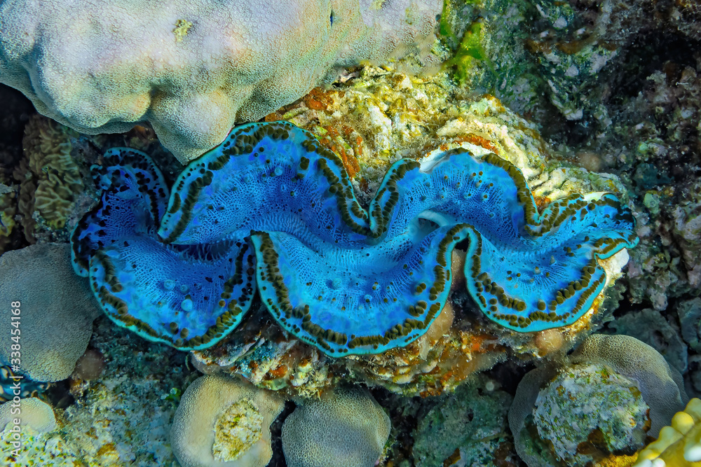 Underwater view of a Giant Clam (Tridacna Gigas) with blue lips Underwater view of a Giant Clam (Tridacna Gigas) with blue lips