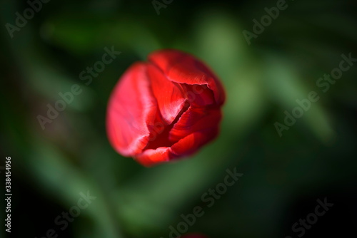 Close-up of red tulip in full bloom, with its bright color and turban shape, very beautiful