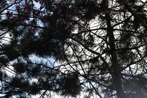 tree branches