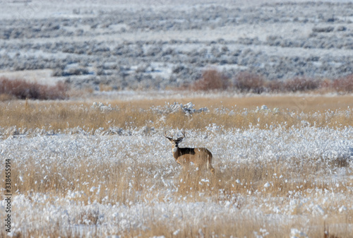 Fototapeta Naklejka Na Ścianę i Meble -  Whitetail Deer Bucks in Snow in Idaho