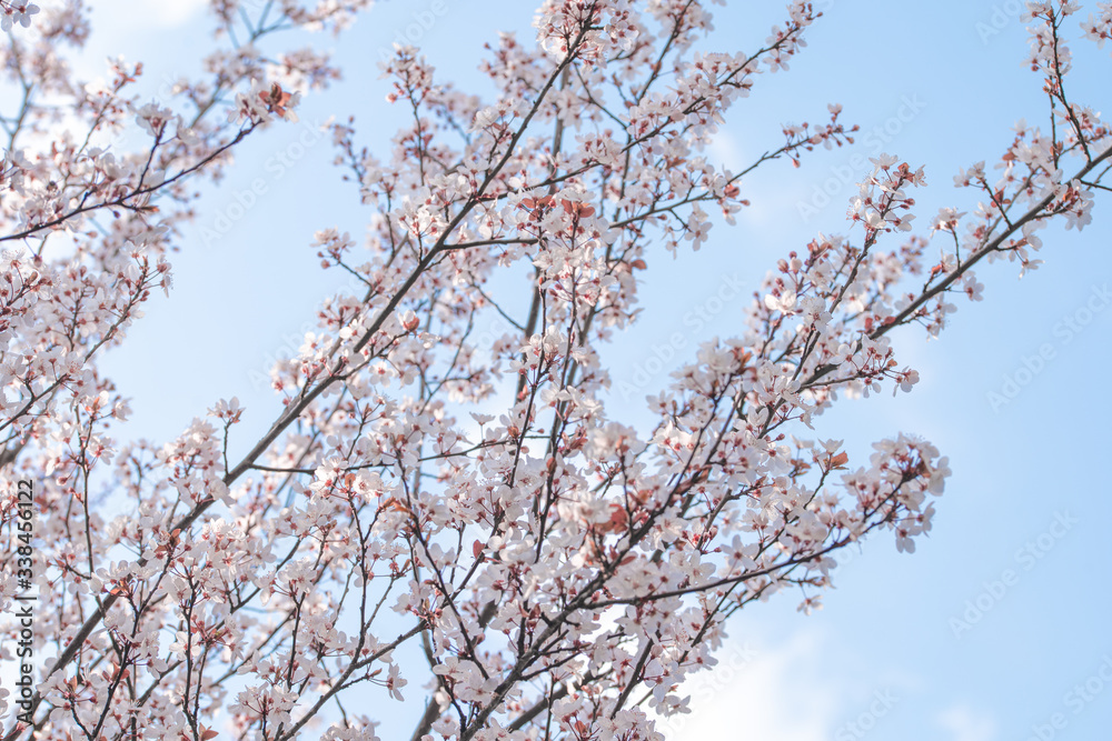 Pear Blossom Pear Blossom