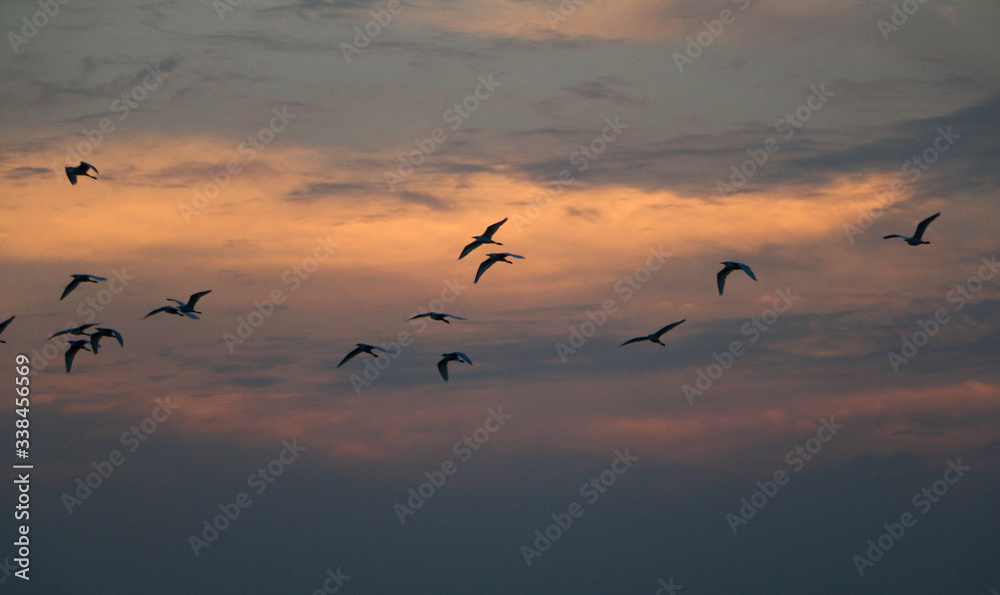 birds in the sky at the time of sunset,