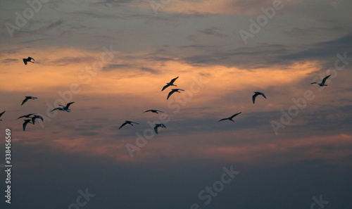 birds in the sky at the time of sunset, © Darsh