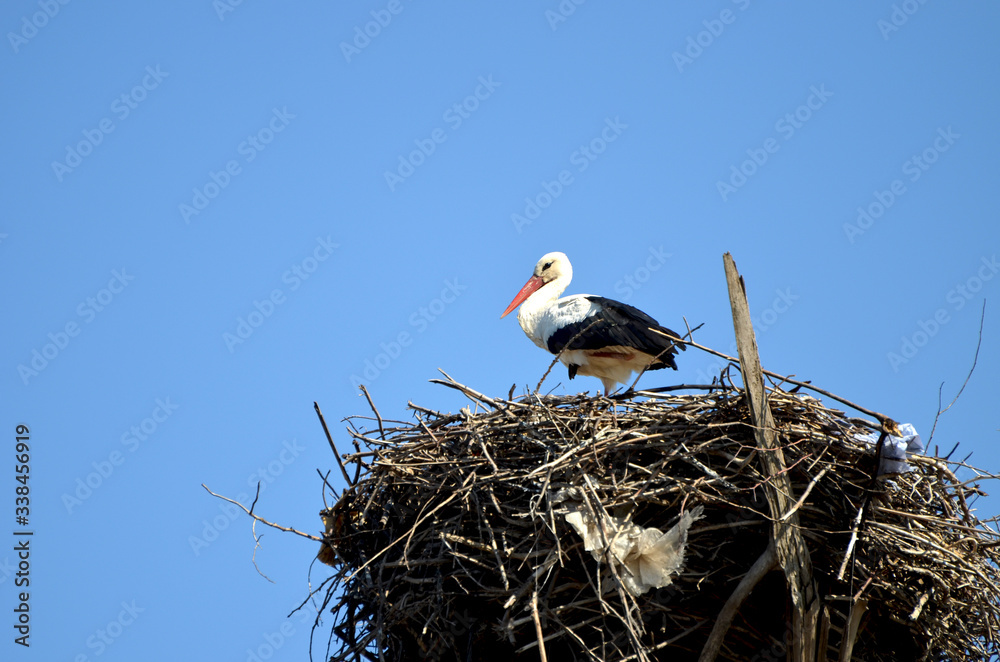 Fototapeta premium stork in the nest,photo