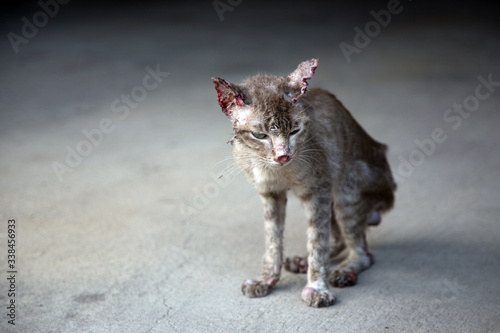 Fototapeta Naklejka Na Ścianę i Meble -  sympathize bloody small and thin stray cat