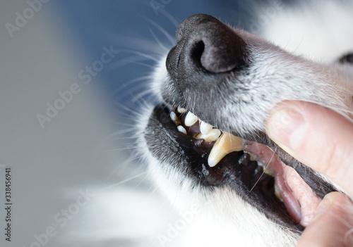 Dogs have problems with oral cavity, limestone, gingivitis, tooth decay. bad teeth dog.