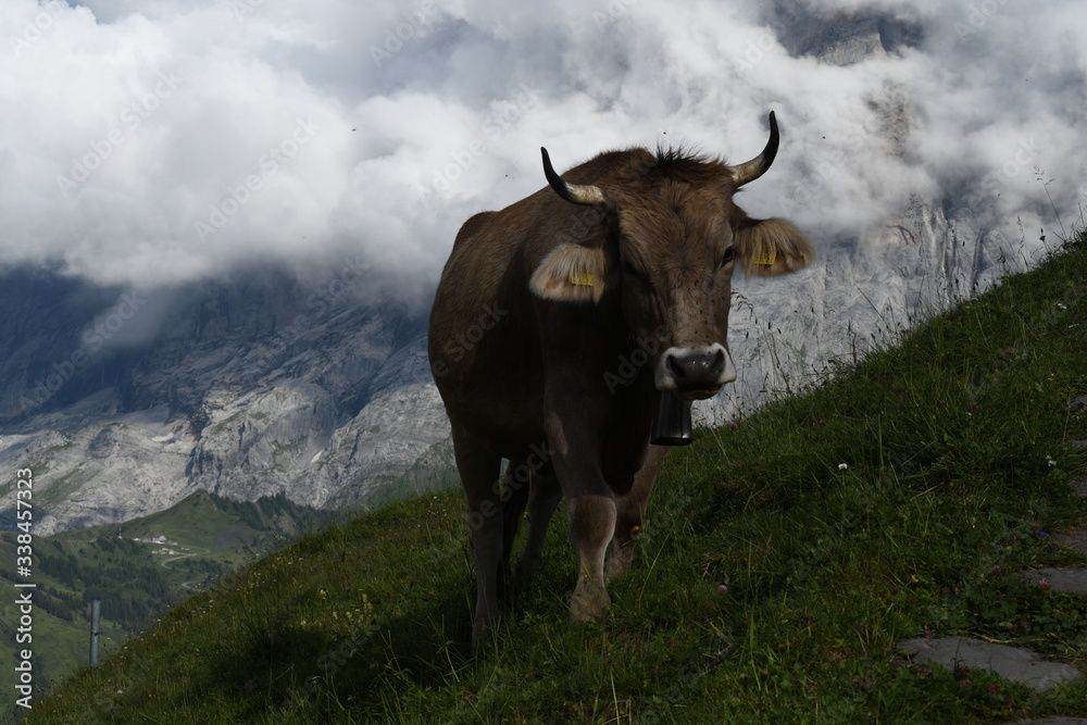Switzerland Landscape Switzerland Landscape
