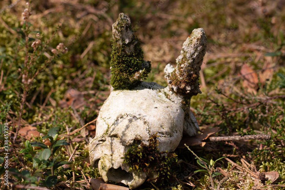 Skull Gehörn Schädel Skull Gehörn Schädel