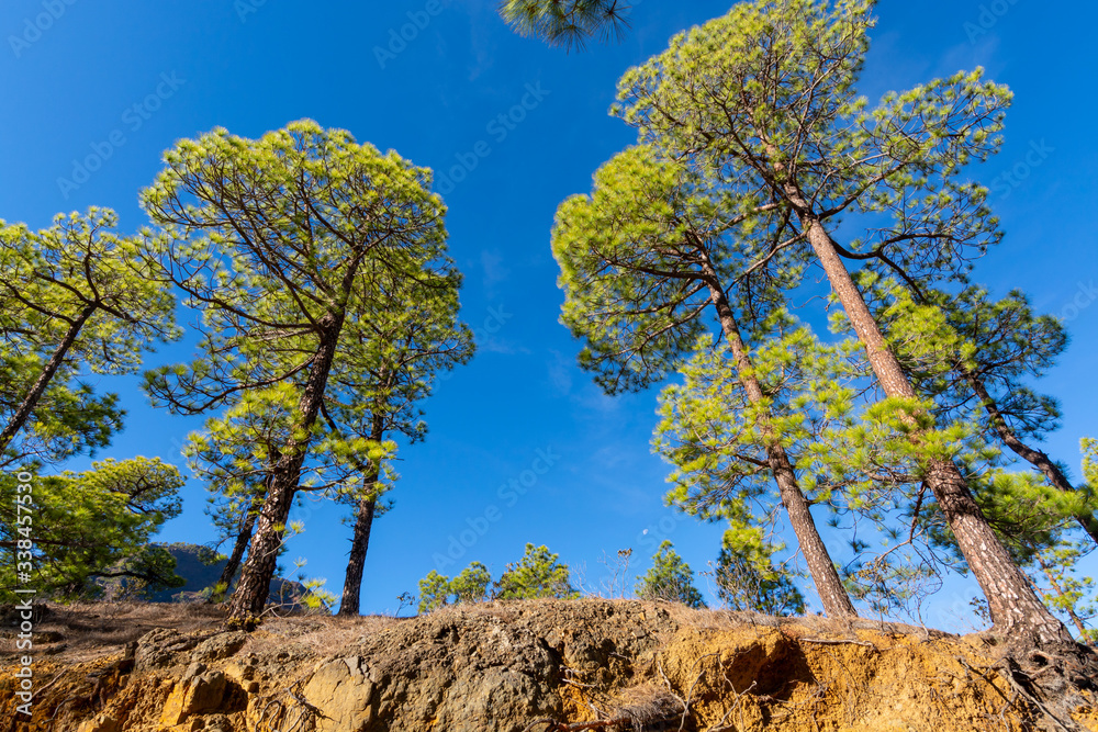 Scenic view on Caldera de Taburiente with green pine forest, ravines and rocky mountains near viewpoint Cumbrecita, La Palma, Canary islands, Spain Scenic view on Caldera de Taburiente with green pine forest, ravines and rocky mountains near viewpoint Cumbrecita, La Palma, Canary islands, Spain